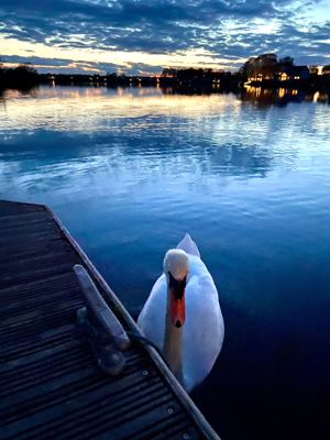 Swan by deck- click for photo gallery